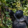 High-End Gorilla Tracking in Uganda