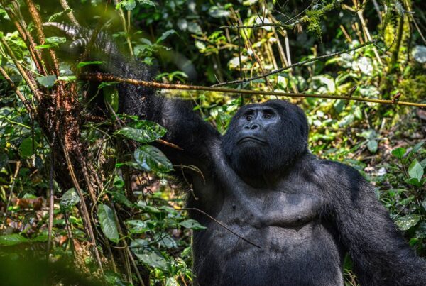 High-End Gorilla Tracking in Uganda