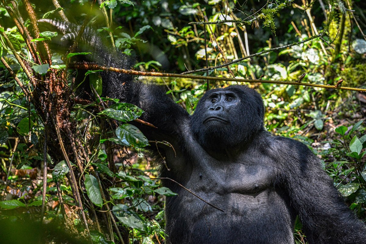 High-End Gorilla Tracking in Uganda
