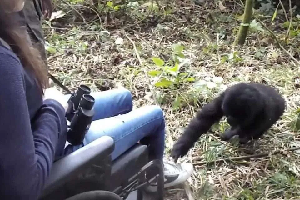 How People with Limited Mobility Can Trek to See Gorillas