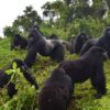 How to Book Gorilla Trekking in Uganda