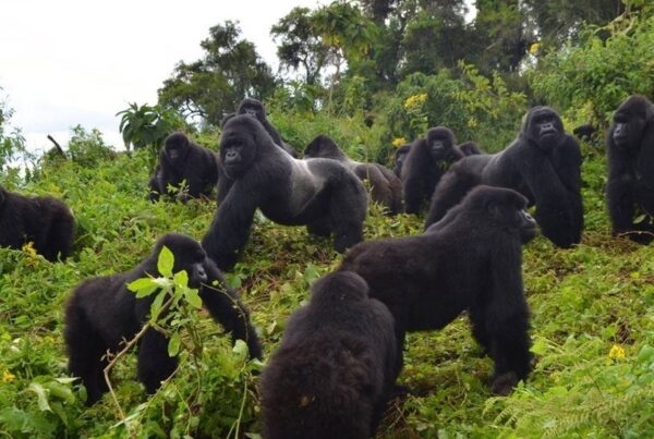 How to Book Gorilla Trekking in Uganda