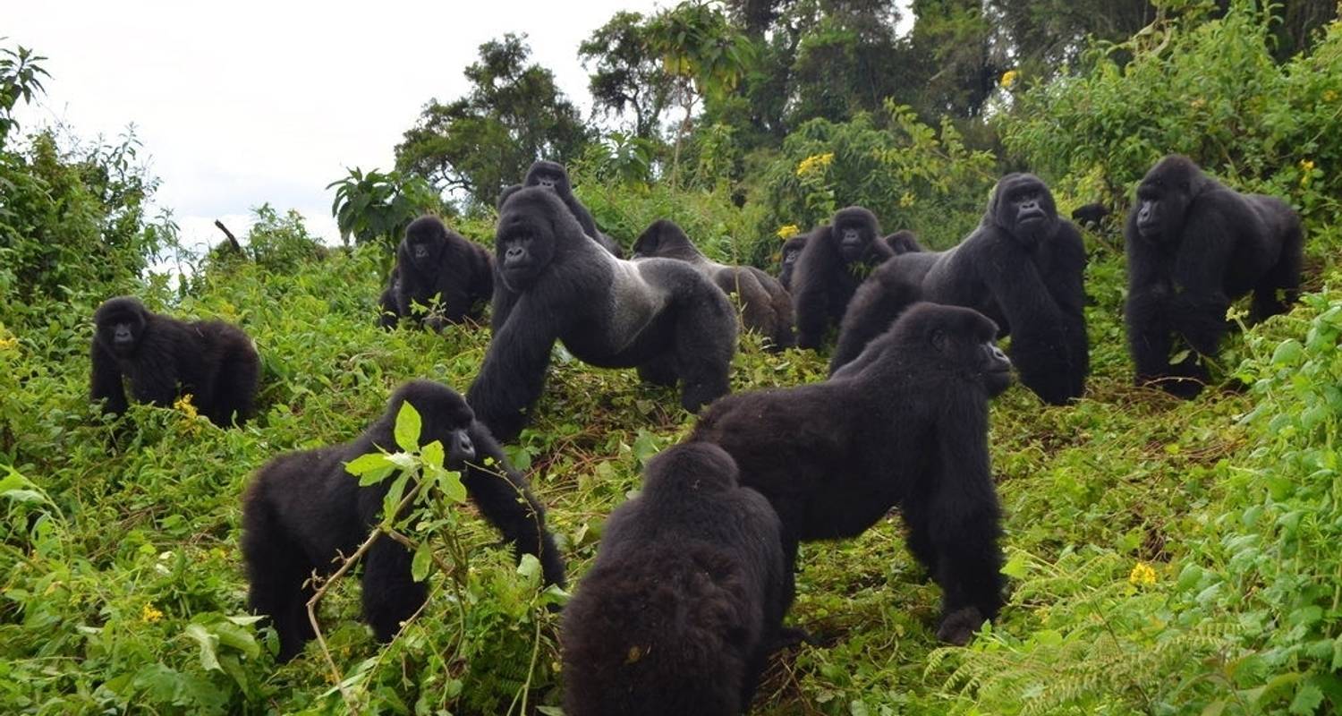 How to Book Gorilla Trekking in Uganda