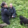 Is Gorilla Trekking Safe