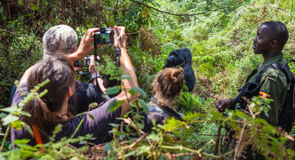 Is Gorilla Trekking Safe for all