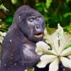Last Minute Gorilla Trekking