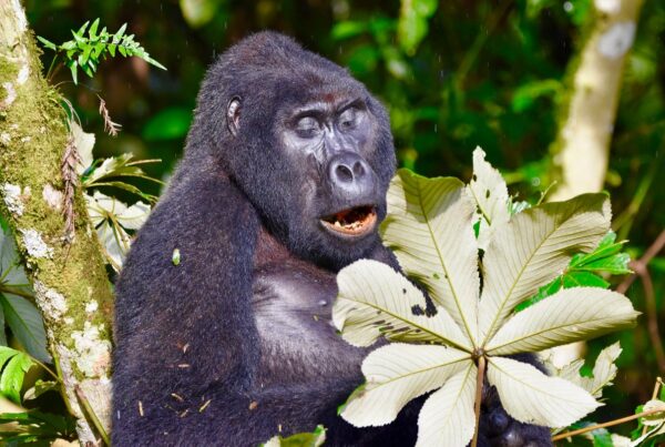 Last Minute Gorilla Trekking