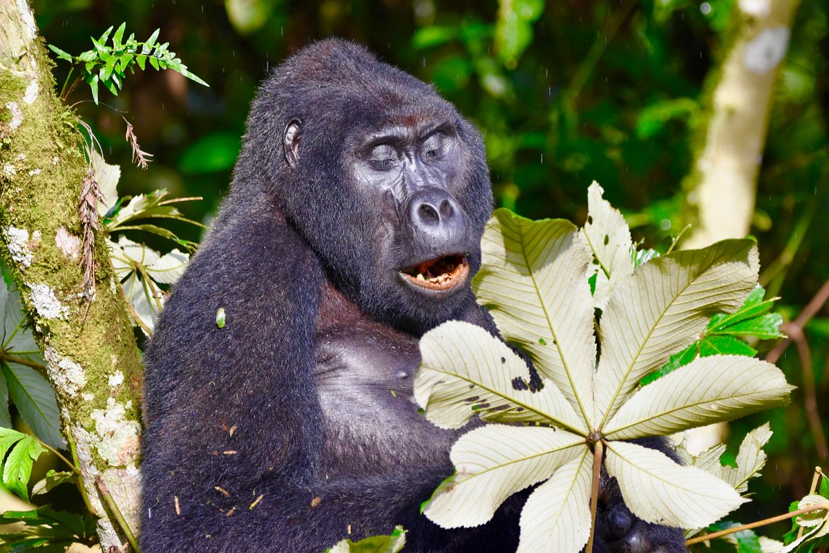 Last Minute Gorilla Trekking