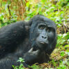 Nyege Nyege vs Gorilla Trekking