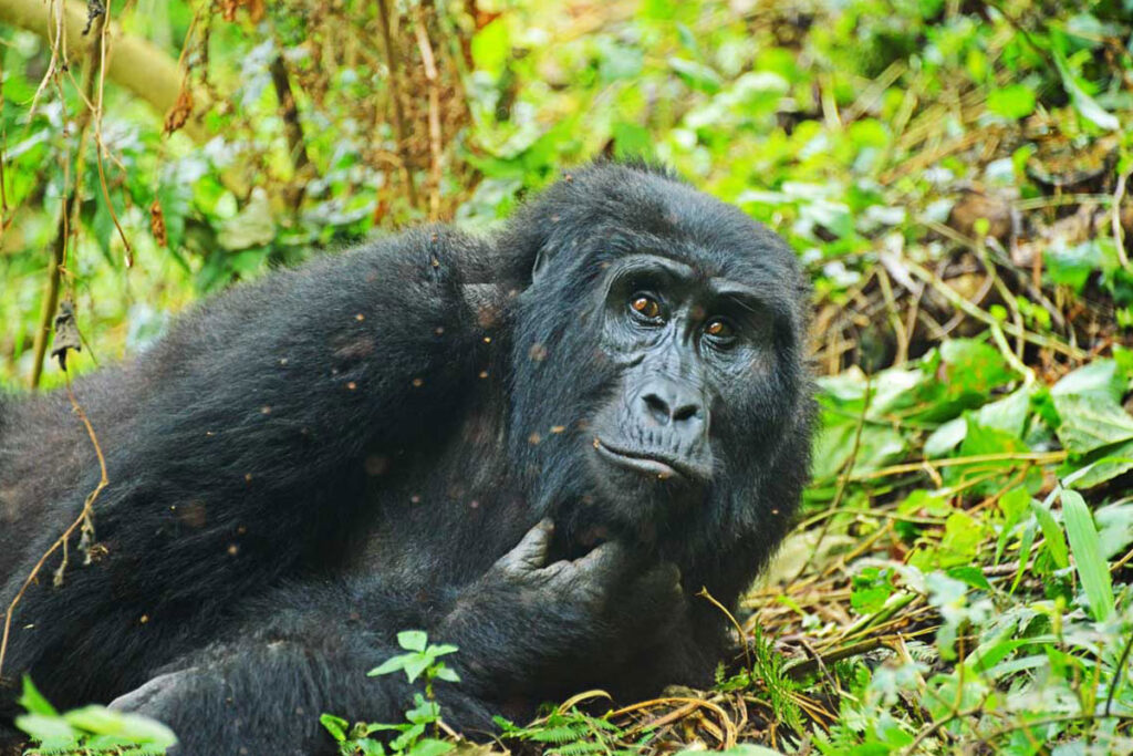 Nyege Nyege vs Gorilla Trekking