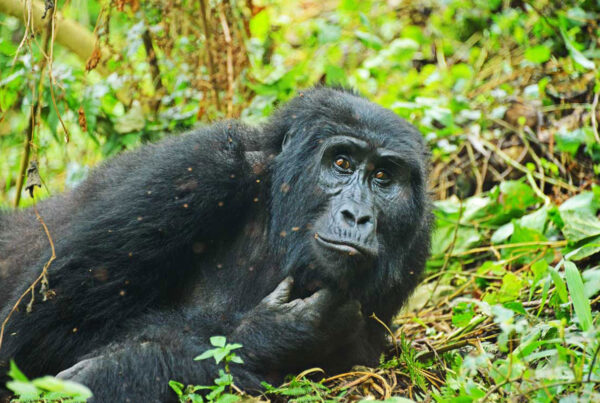 Nyege Nyege vs Gorilla Trekking