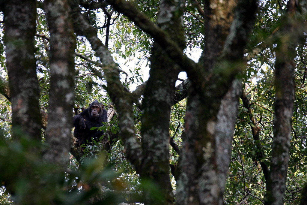 Primate Trekking Guide