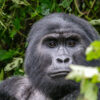 Primate Trekking Guide