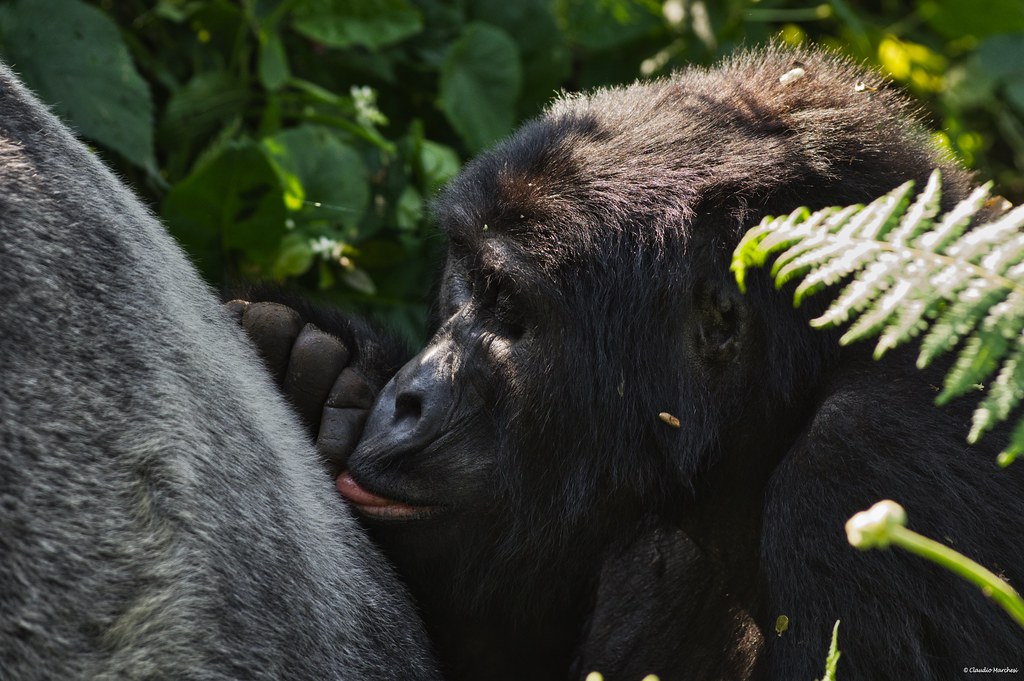 Primate Trekking Guide 2025