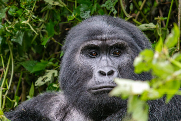 Primate Trekking Guide