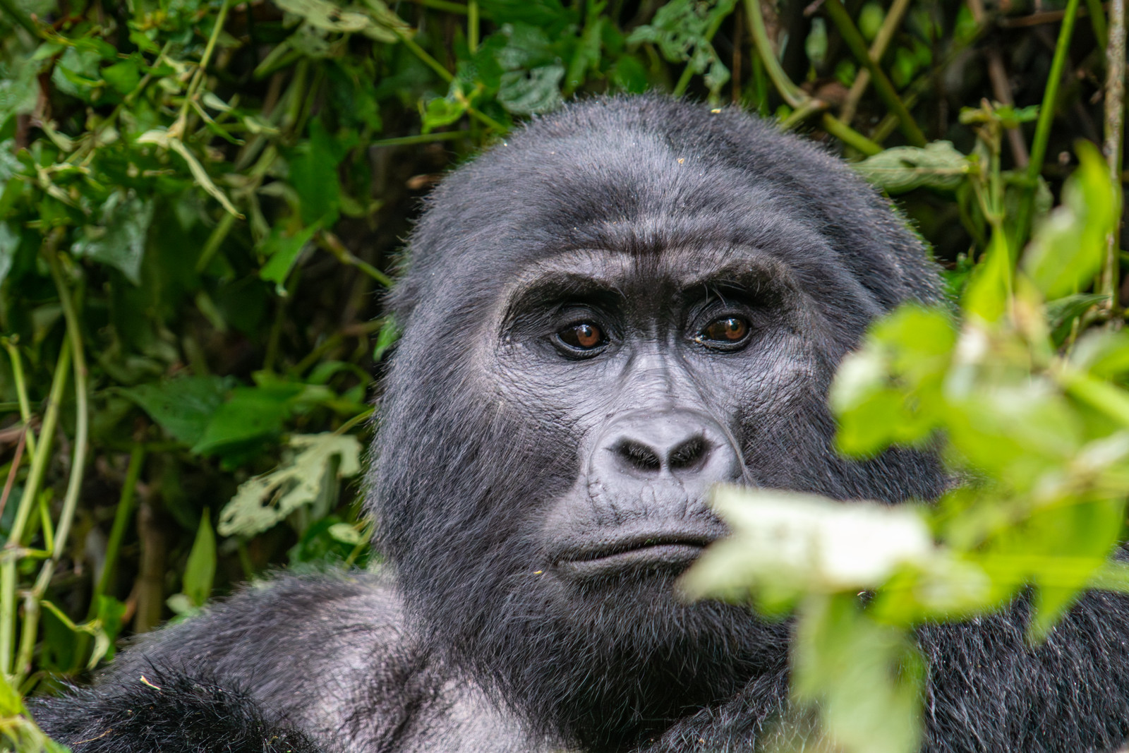Primate Trekking Guide in Uganda and Rwanda
