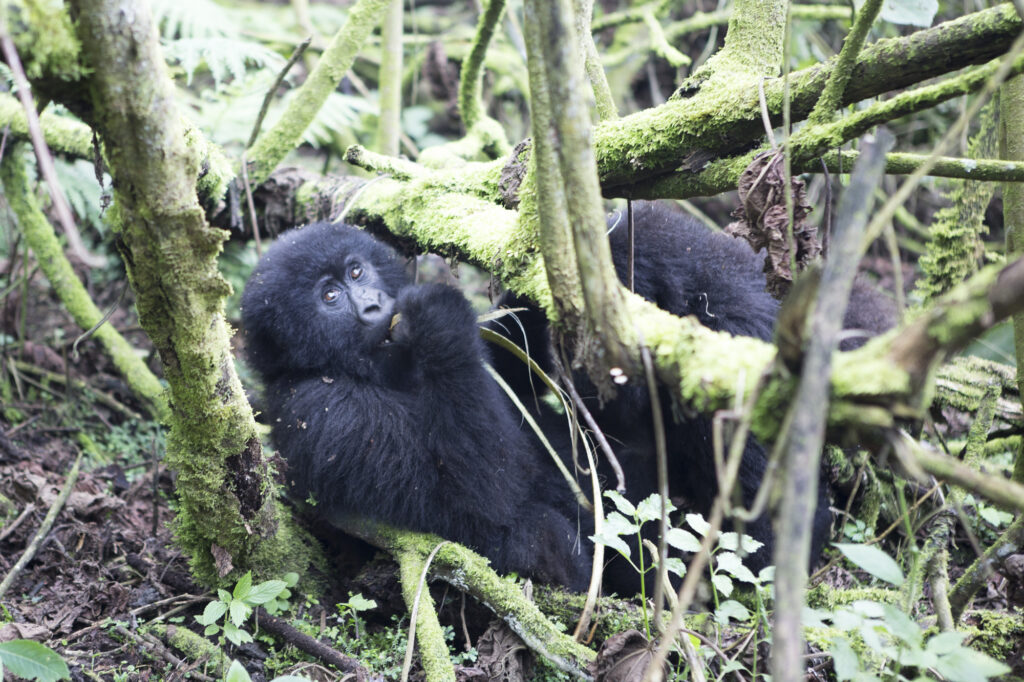 Real Difference Between Mountain Gorillas