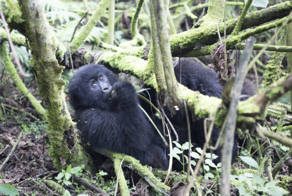 Real Difference Between Mountain Gorillas