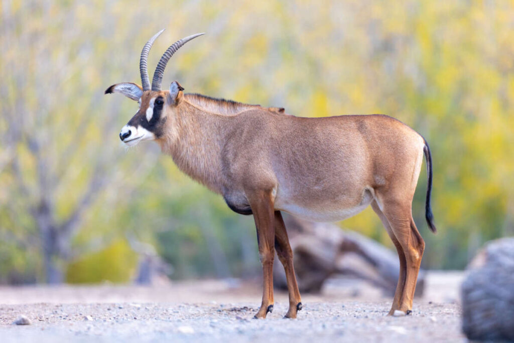 Safari Animals to See in Africa