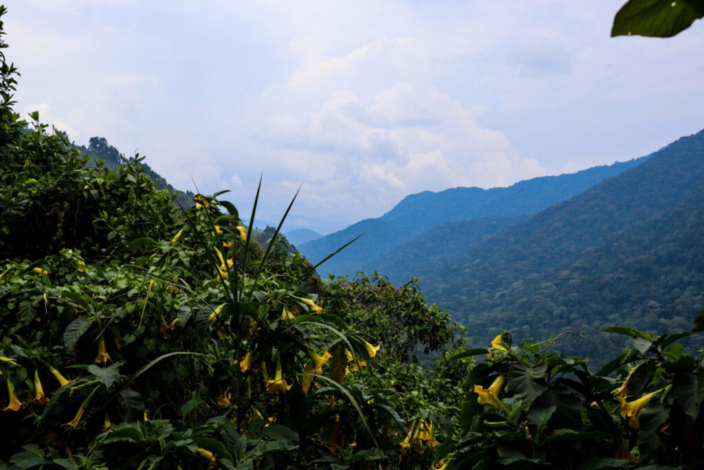 This Is the Place Avicii Meant When Singing 'The Nights'