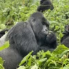 Tomorrowland vs Gorilla Trekking in Uganda