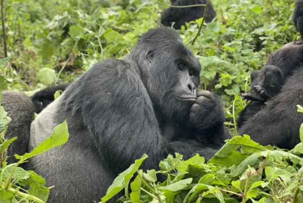 Tomorrowland vs Gorilla Trekking in Uganda