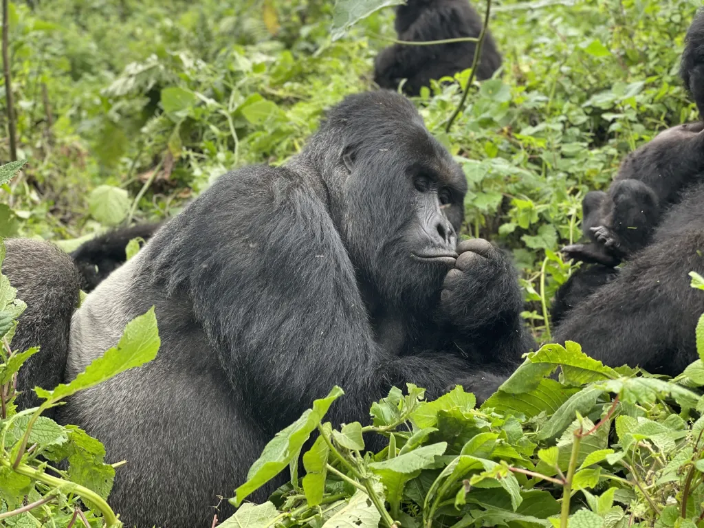 Tomorrowland vs Gorilla Trekking in Uganda