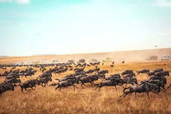 Top 10 Africa African Wildlife Experiences