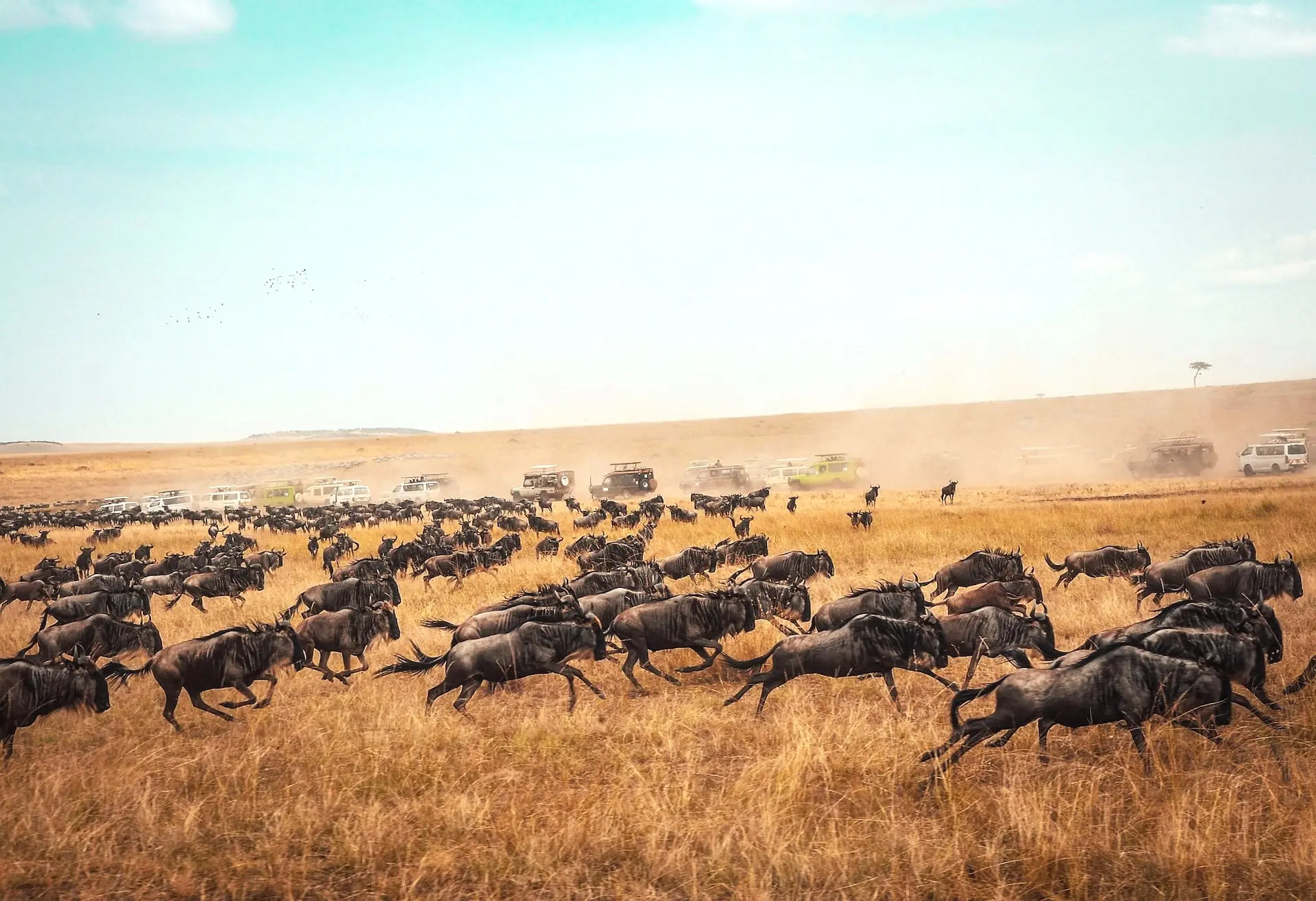 Top African Wildlife Experiences