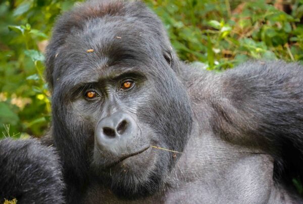 Uganda Mountain Gorilla Tours 2