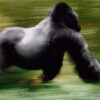 What To Do When a Mountain Gorilla Charges Toward You