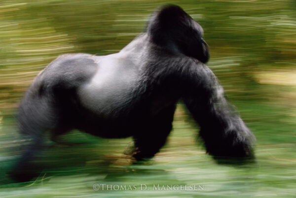 What To Do When a Mountain Gorilla Charges Toward You