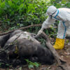 What it Takes to Protect Gorillas from Ebola
