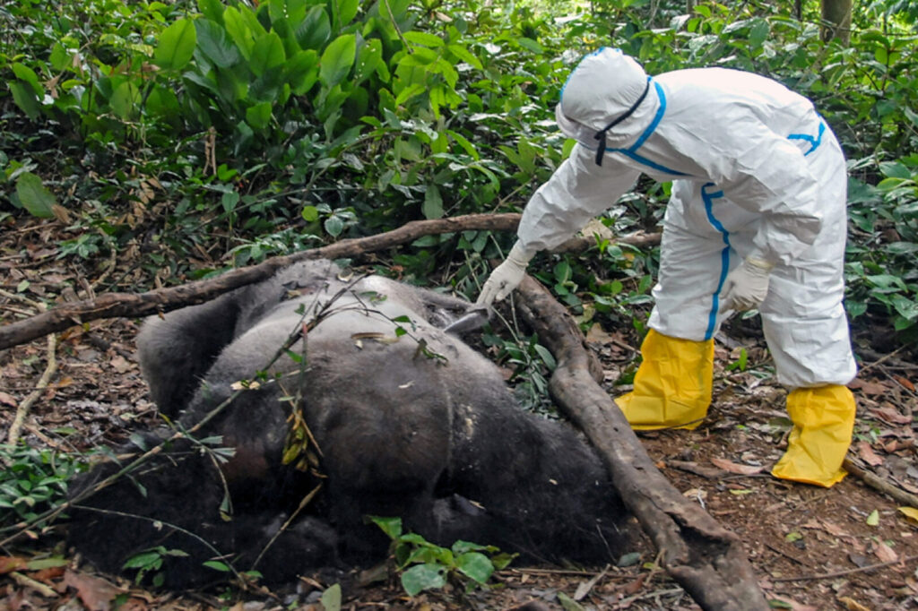 What it Takes to Protect Gorillas from Ebola