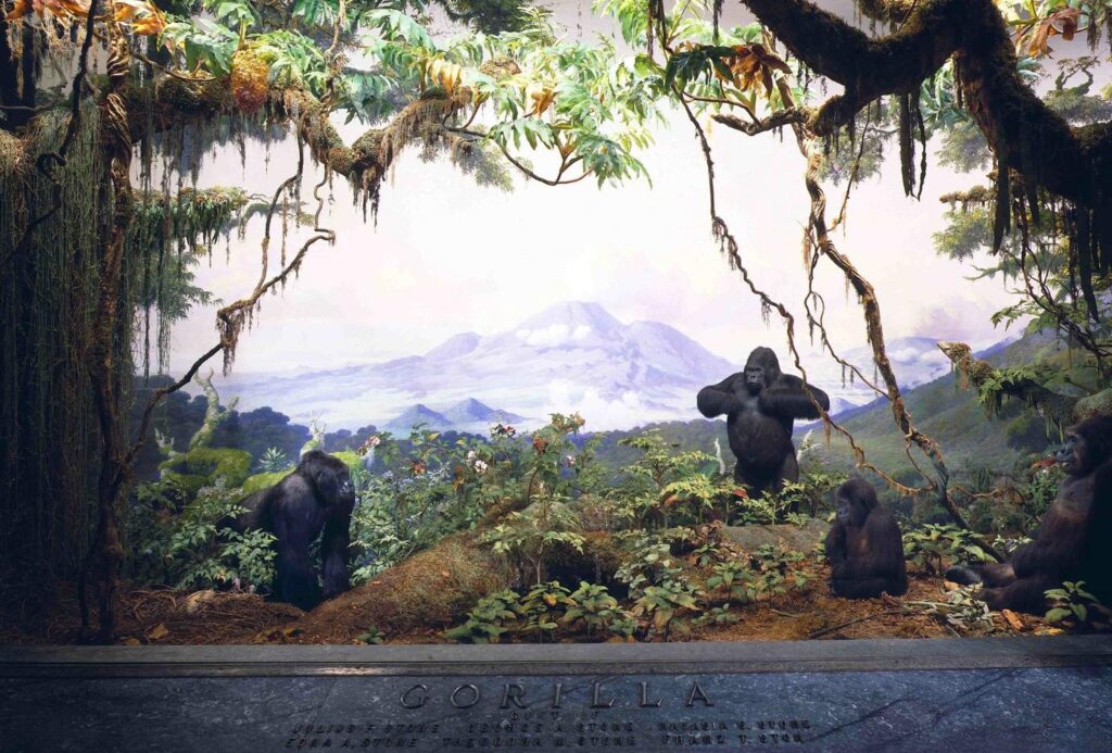 Why Americans Choose Bwindi, Mgahinga, and Volcanoes Over the Museum