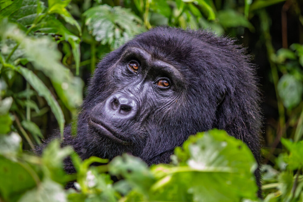 Murchison Falls National Park 27 Why Uganda Gorilla Trekking Organisation