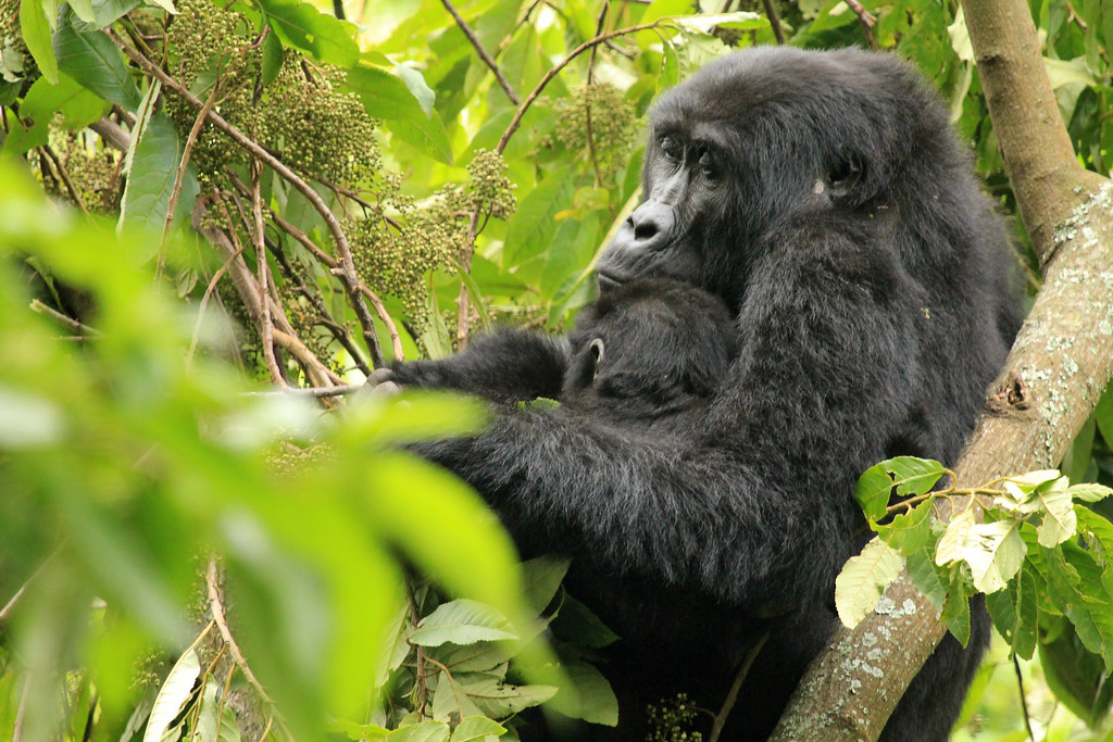 Bwindi Climate