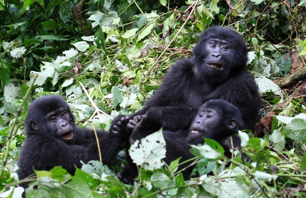 Bwindi Impenetrable Forest Gorilla 2