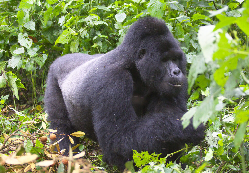 Bwindi Impenetrable Forest Gorilla 3