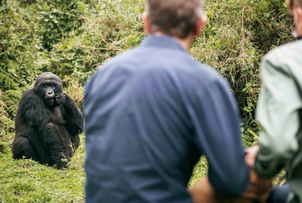 Happy World Gorilla Day