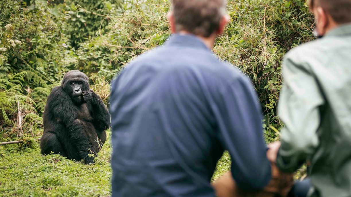 Happy World Gorilla Day: Efforts Being Made To Save The Species
