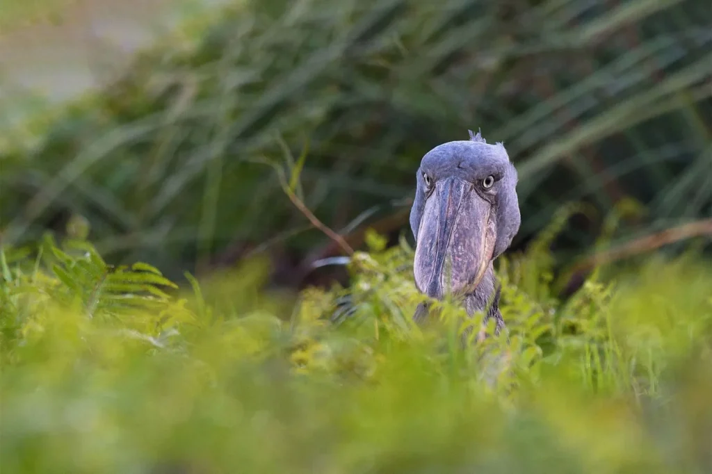 Mabamba Bay Birding Excursion Uganda 1 Mabamba Swamp 1