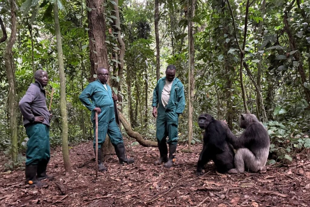 Caregivers with chimpanzees at Ngamba Island Chimpanzee Sanctuary
