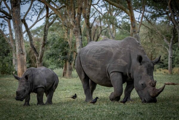 Rhino Naming Ceremony 1