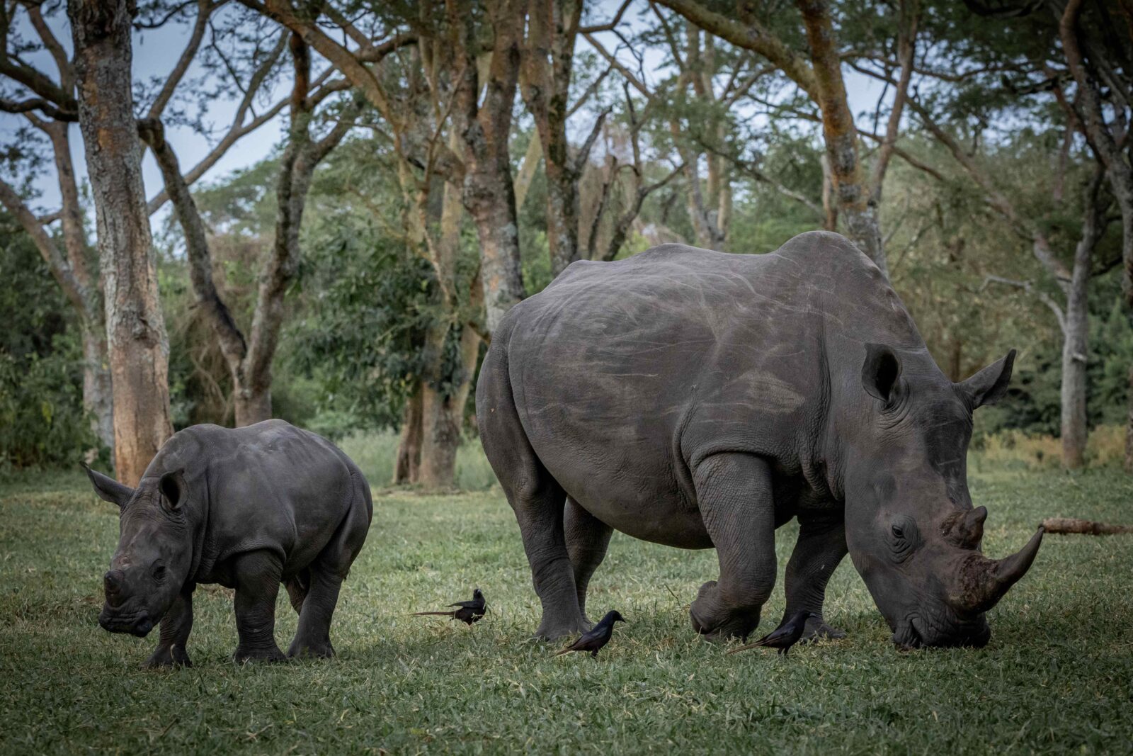 Uganda Holds Rhino Naming Ceremony