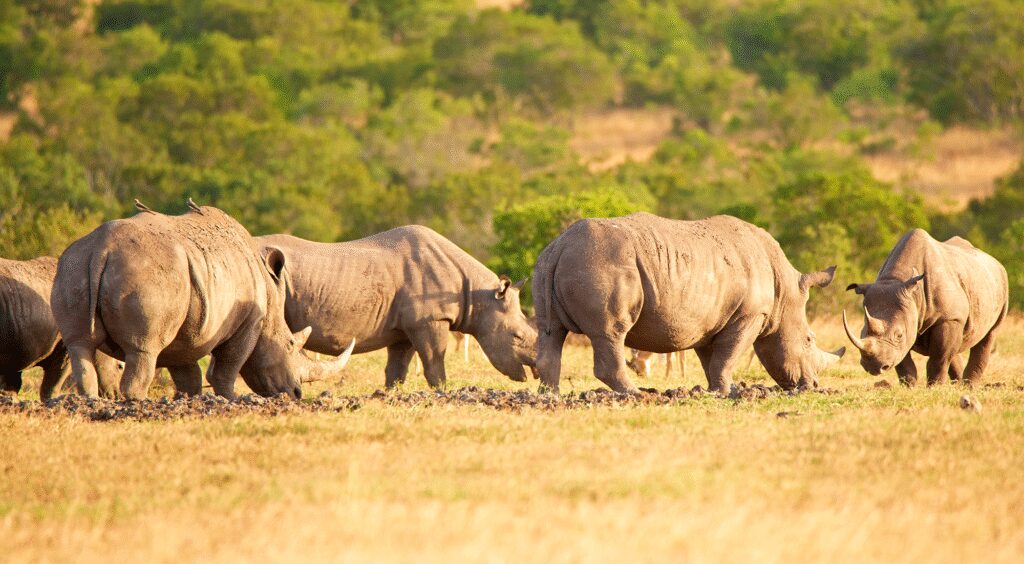 Rhino Naming Ceremony