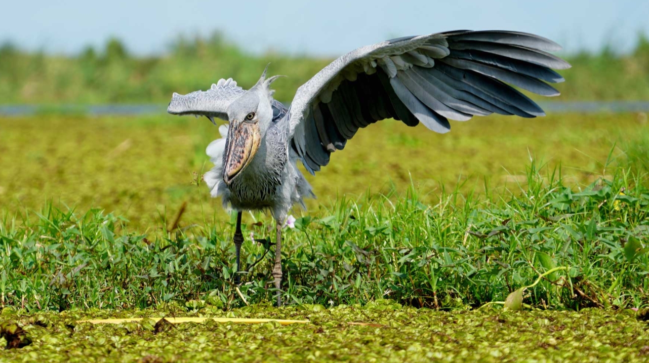 Mabamba Bay Birding Excursion Uganda