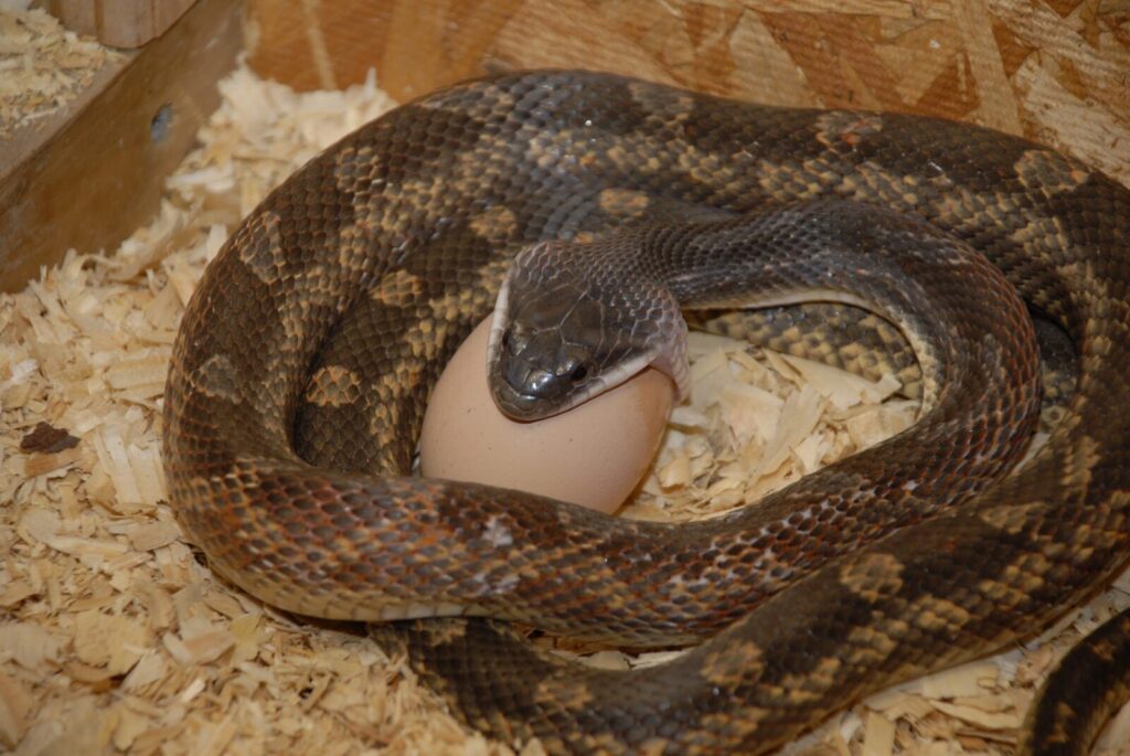Uganda Reptile Village Entebbe
