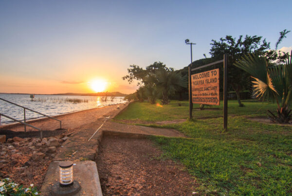Visiting Ngamba Island Chimpanzee Sanctuary