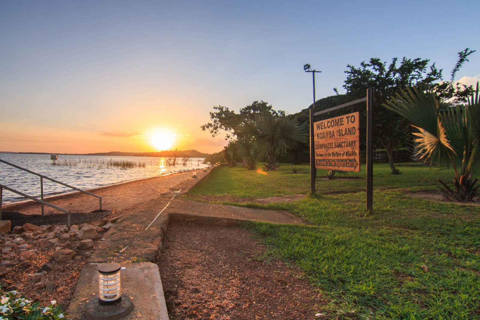 Visiting Ngamba Island Chimpanzee Sanctuary
